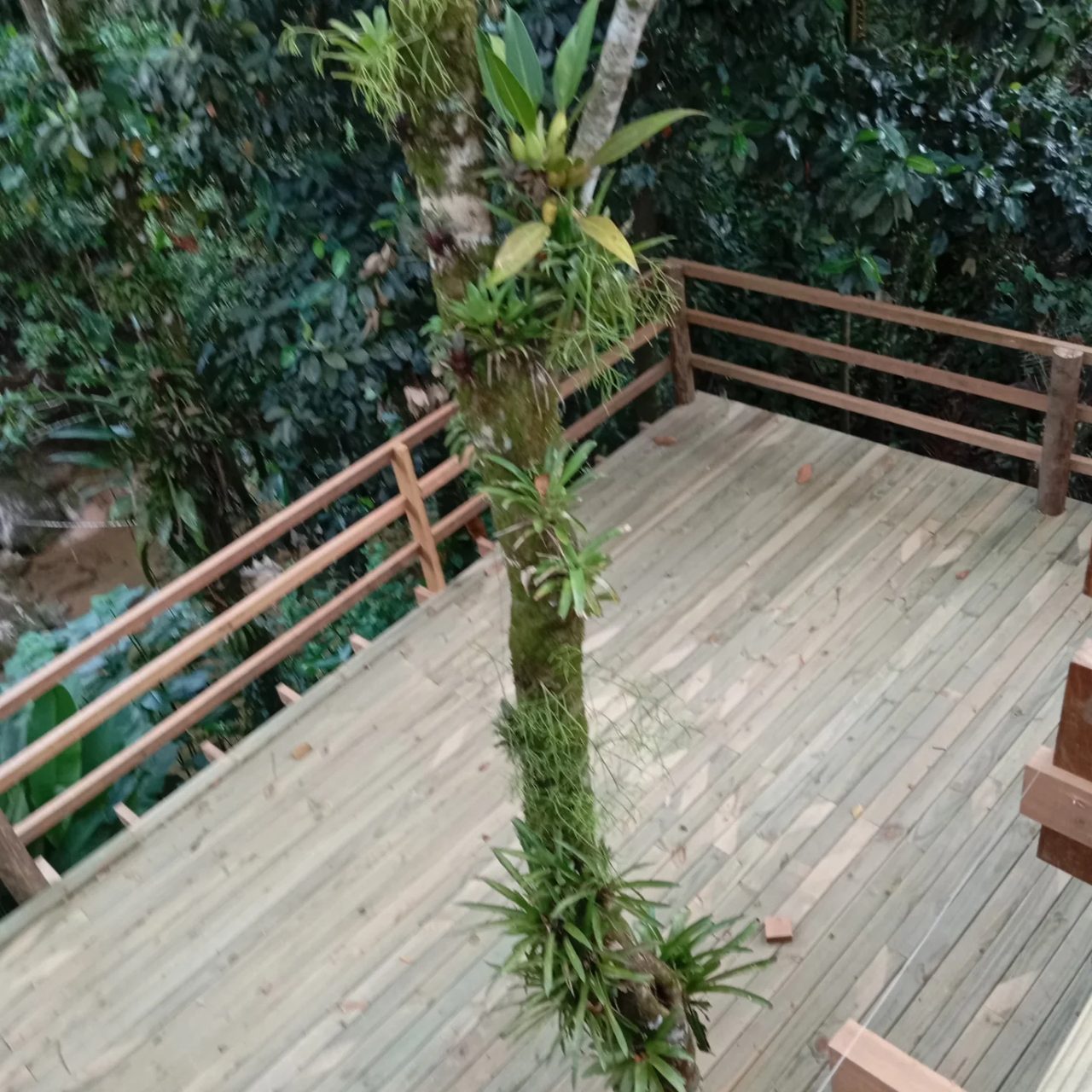 Deck de madeira externo integrado à vegetação