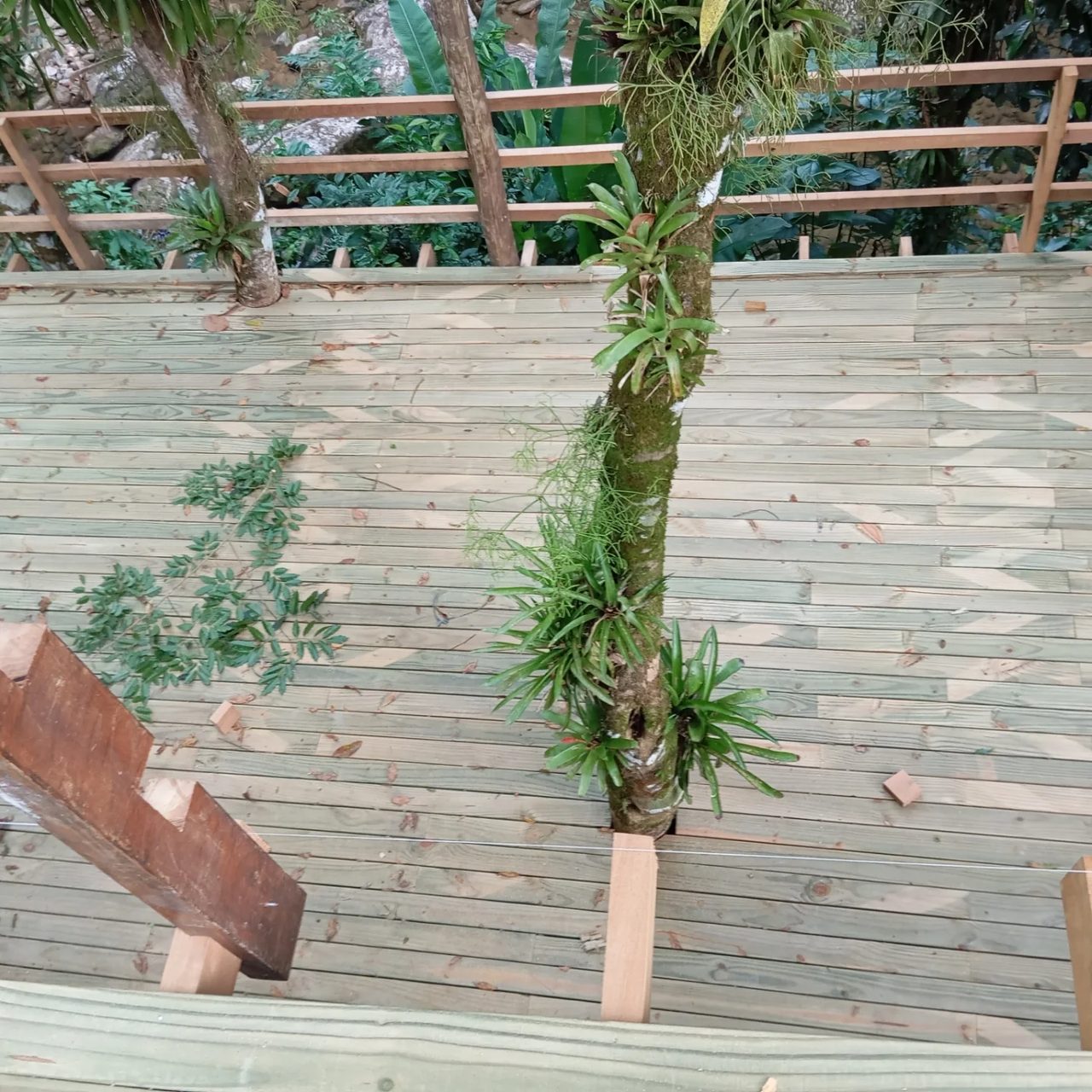 Deck construído ao redor de uma árvore preservada